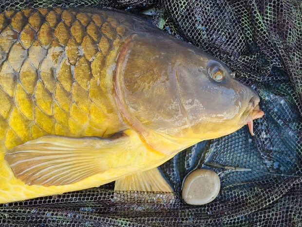 XL Tackle Loodvrij Werpgewicht + Swivel 3 XL Tackle Loodvrij Werpgewicht + Swivel - Afbeelding 3